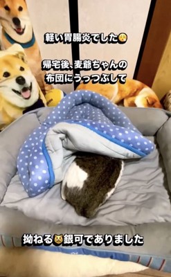 布団に潜る猫