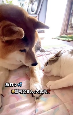 猫をのぞき込む犬