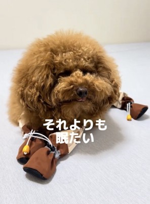 眠そうな犬