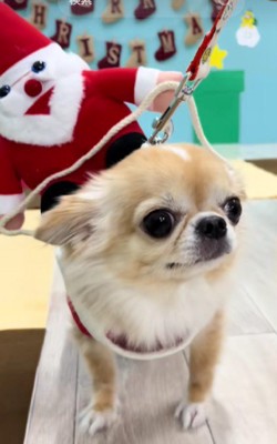 クリスマスをお祝い