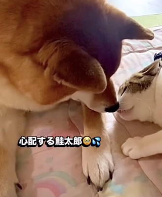 猫に顔を近づける犬