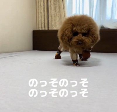 ゆっくり歩く犬