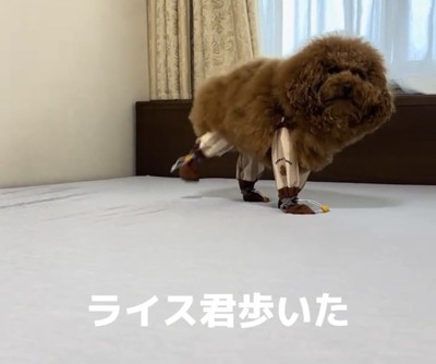 片足を上げる犬