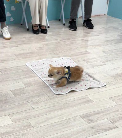 犬の保育園♪