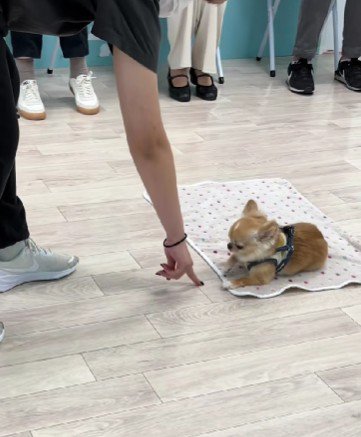 完璧にこなすきなこちゃん