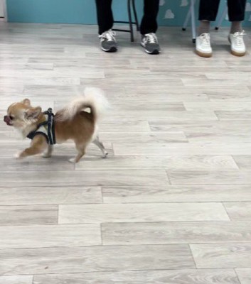 練習の成果をお披露目