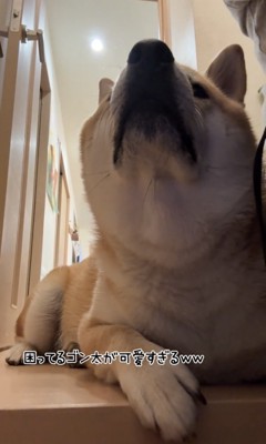 見上げる犬