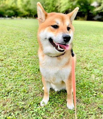 ニコニコ