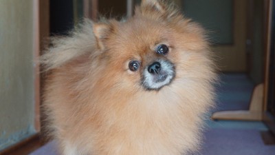 首をかしげる子犬