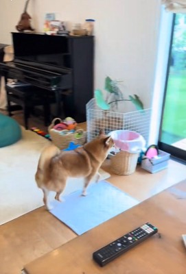 うろうろするこたろう君