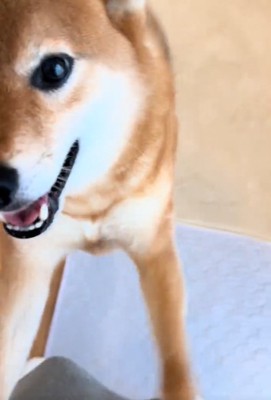 テンションが高いこたろう君