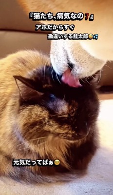 別の猫を舐める犬