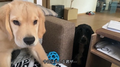 るこる君がママさんの隣を確保