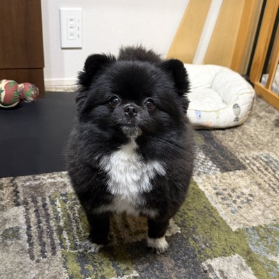 ちょこん