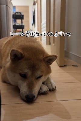 伏せて寄り添う犬