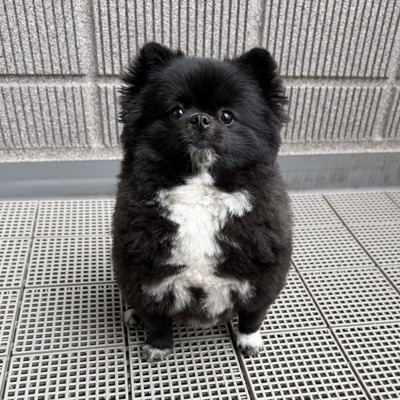 たぬき