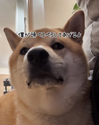 顔を向ける犬