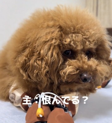 伏せて見つめる犬