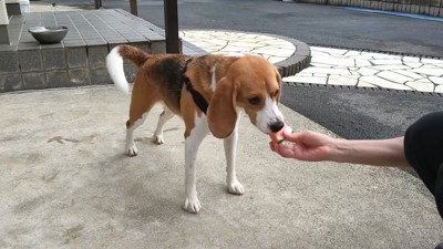スイカをもらって大喜び！