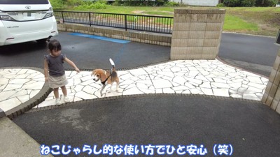 ちょっかいを掛け続けています
