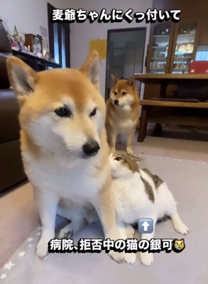 犬に寄り添う猫
