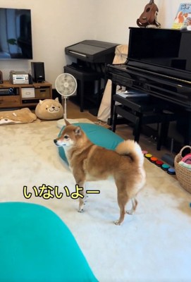 立ち止まるこたろう君