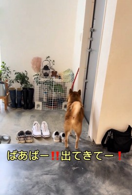 玄関で待つこたろう君