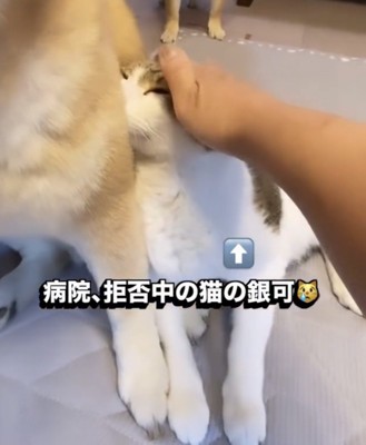 犬の足元に隠れる猫