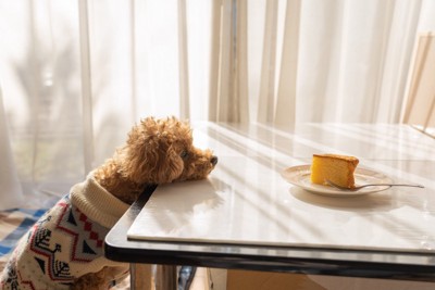 食べ物を欲しがる犬