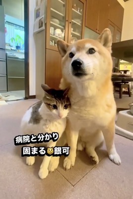 犬のそばで固まる猫