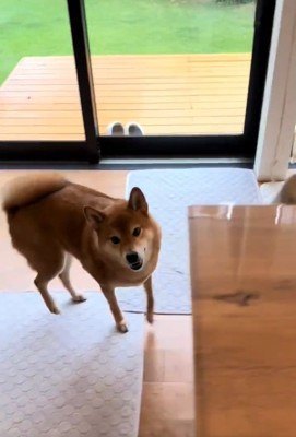 飼い主さんを見るこたろう君