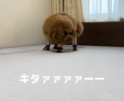 慎重に前へ進む犬