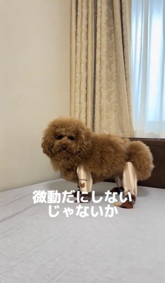 ベッドの上で固まる犬