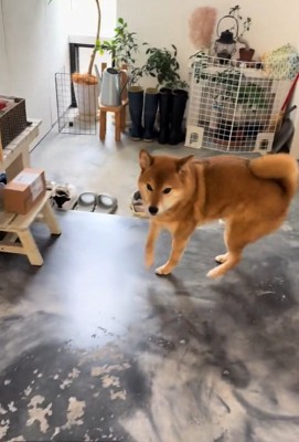 踵を返すこたろう君