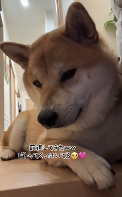 前へにじり寄る犬