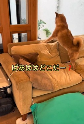 探し続けるこたろう君