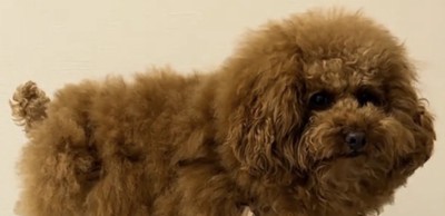 こちらを見つめる犬