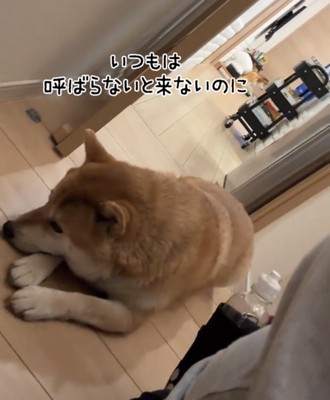 伏せている犬