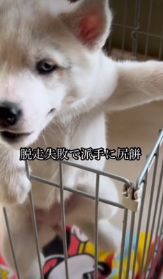 ケージから脱走を試みる