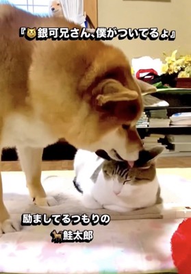 猫の頭を舐める犬