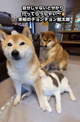 猫を見守る2匹の犬