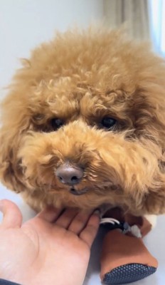 手に顎を乗せる犬