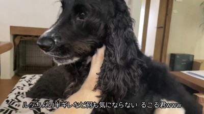 るこる君は全く動じず、お手々で抵抗
