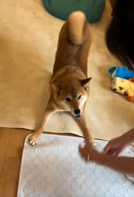ガルガルするこたろう君