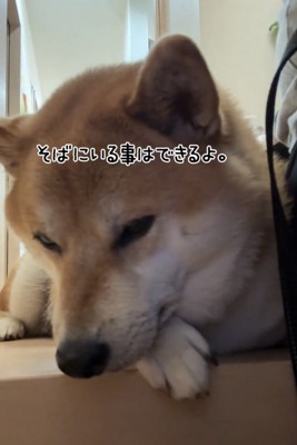 寄り添って伏せる犬
