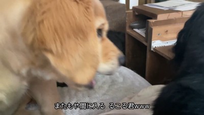 るこる君も負けじと割り込み！