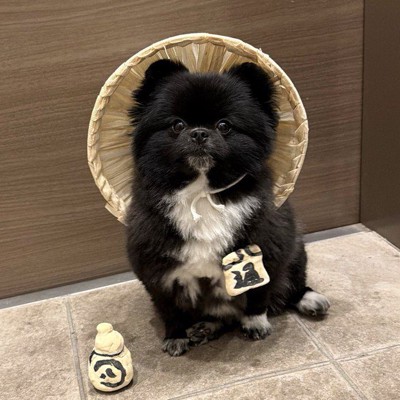 信楽焼たぬきみたいな犬