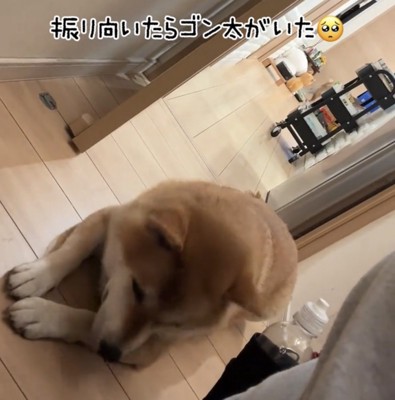 下を見つめる犬