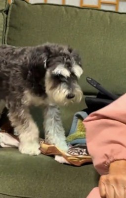 おばあちゃんの服を口から放す犬