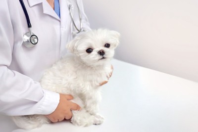 診察を受ける白い犬